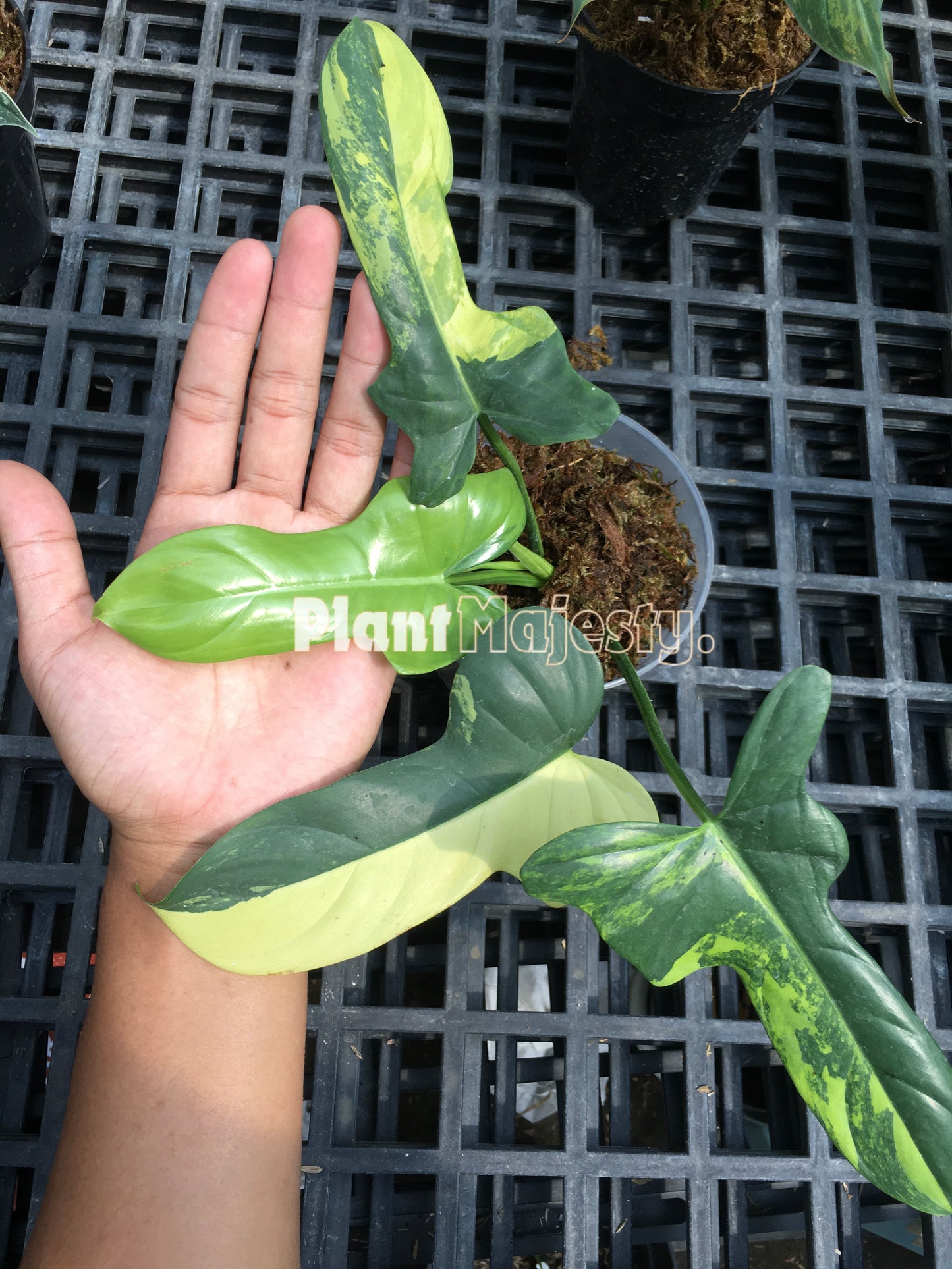 Philodendron Bipennifolium Variegated Large