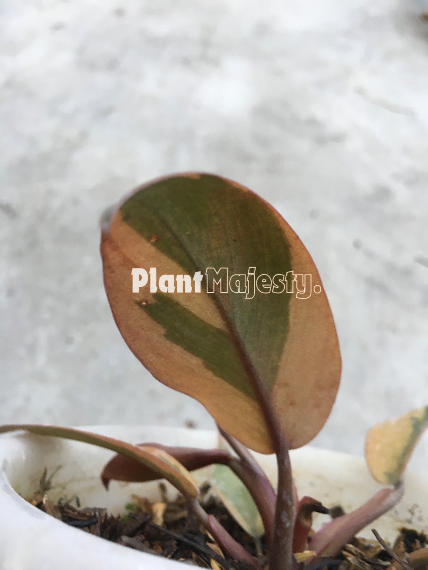 Philodendron Black Cardinal Variegated