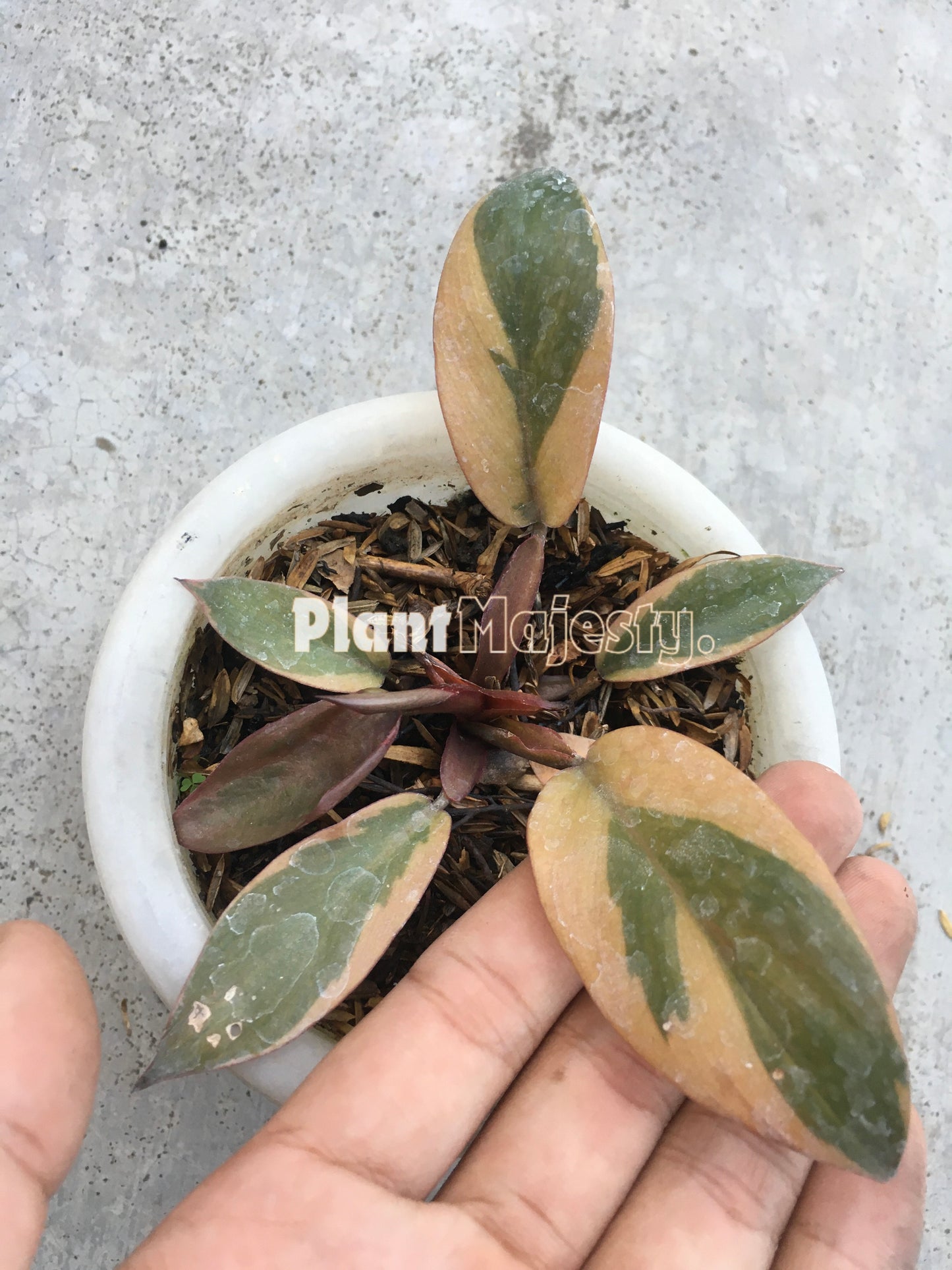 Philodendron Black Cardinal Variegated