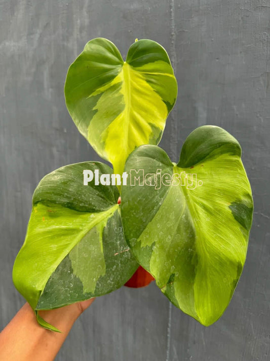 Philodendron Brazil Large