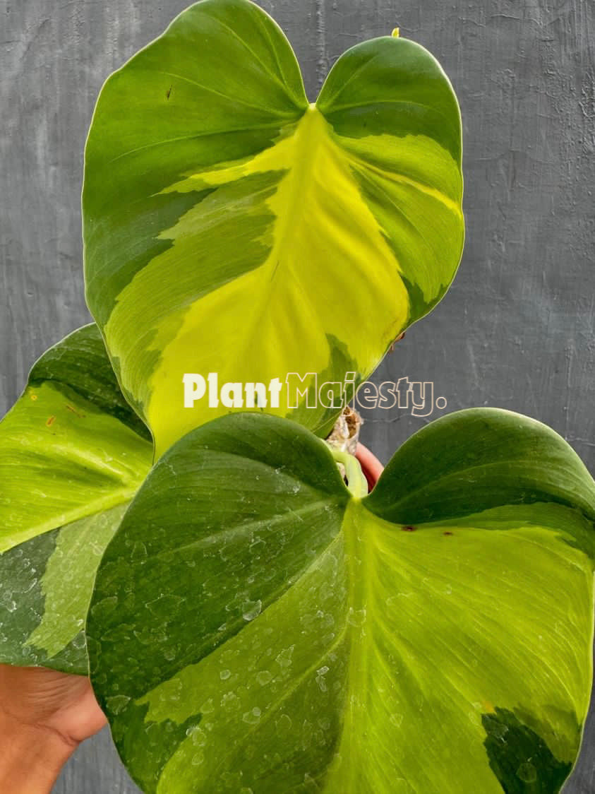 Philodendron Brazil Large