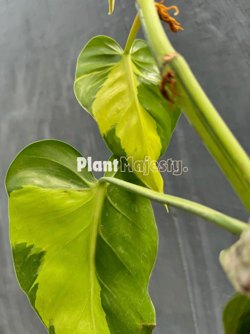 Philodendron Brazil Large