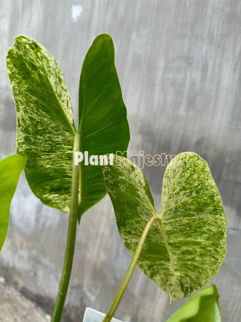 Philodendron Burle Marx Mint Variegated