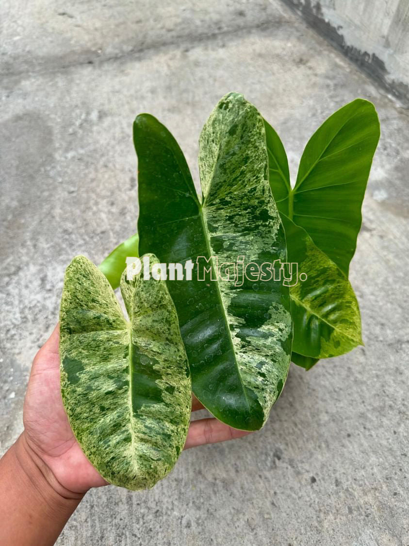 Philodendron Burle Marx Mint Variegated