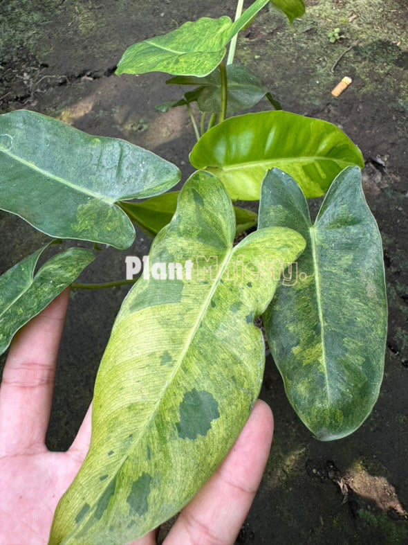 Philodendron Burle Marx Mint X Philodendron Paraiso Verde