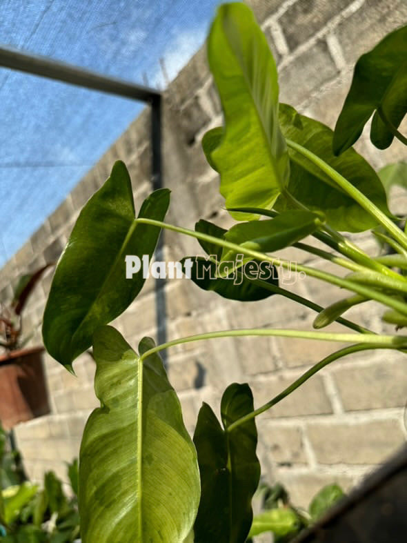 Philodendron Burle Marx Mint X Philodendron Paraiso Verde