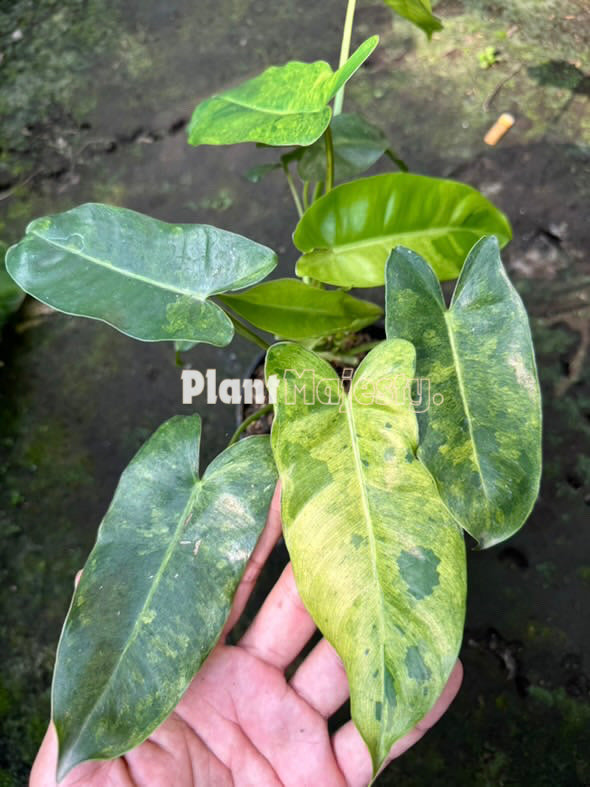 Philodendron Burle Marx Mint X Philodendron Paraiso Verde