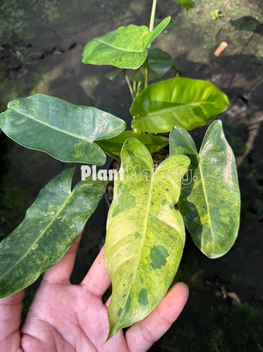 Philodendron Burle Marx Mint X Philodendron Paraiso Verde