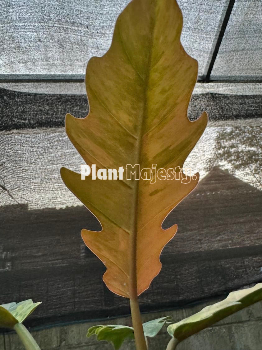 Philodendron Caramel Marble Variegated