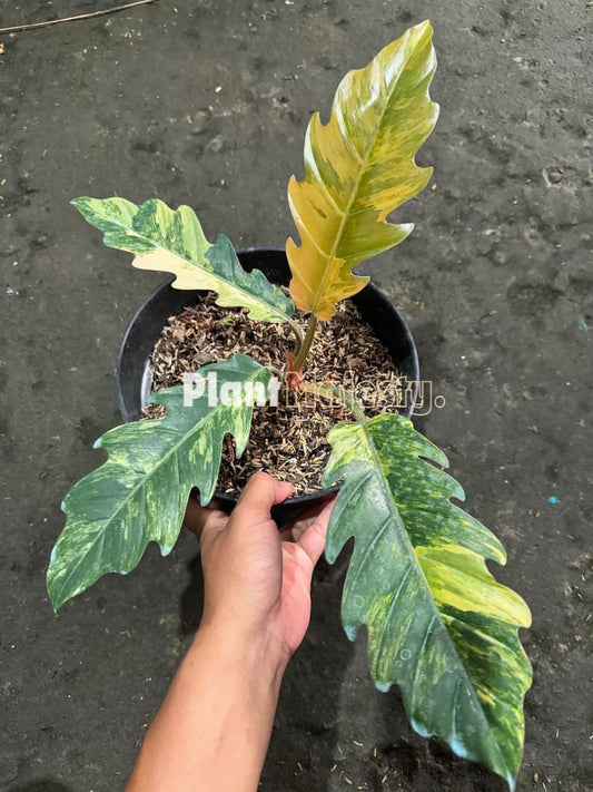 Philodendron Caramel Marble Variegated