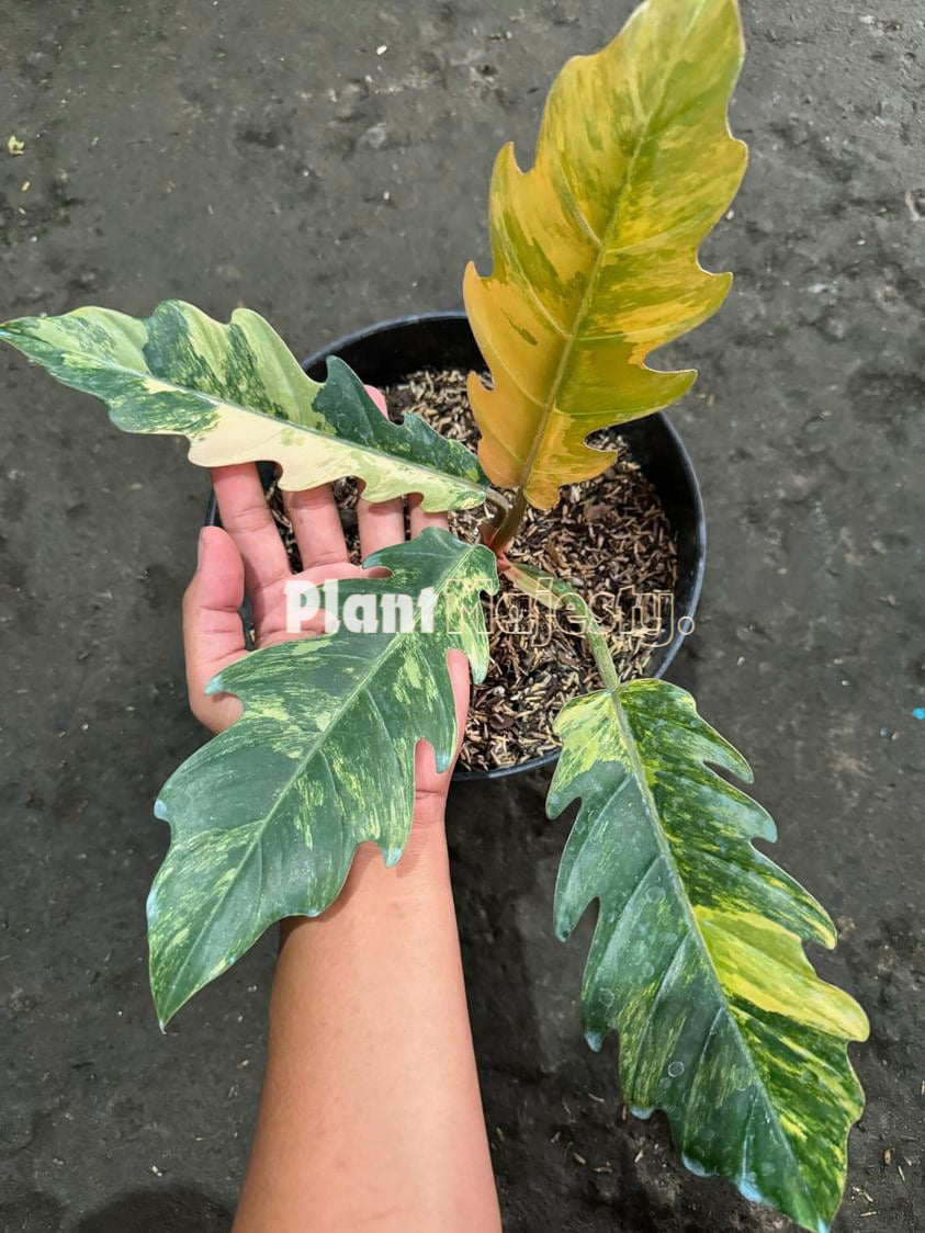 Philodendron Caramel Marble Variegated