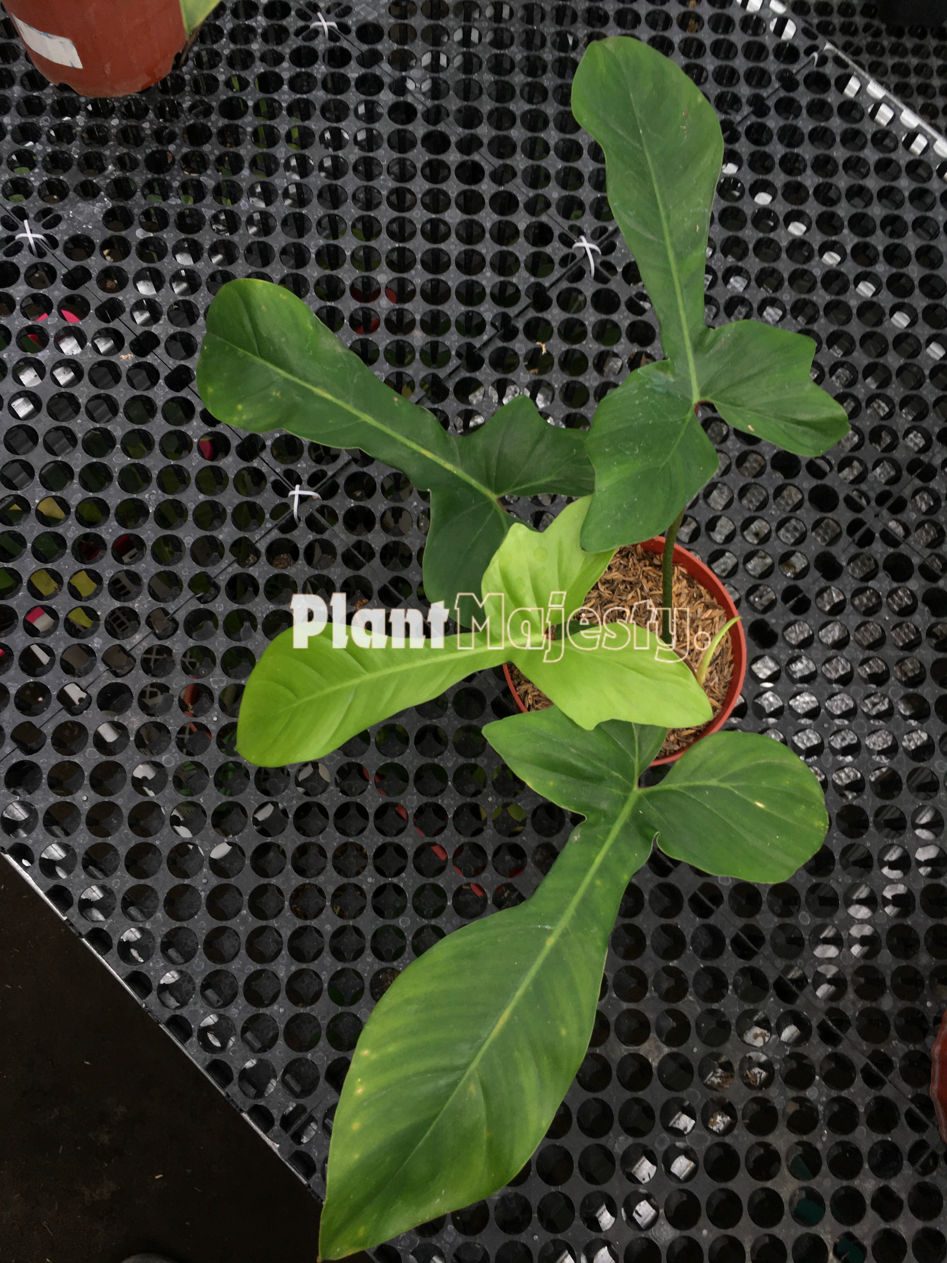 Philodendron 69686 x Philodendron Squamiferum – Plant Majesty