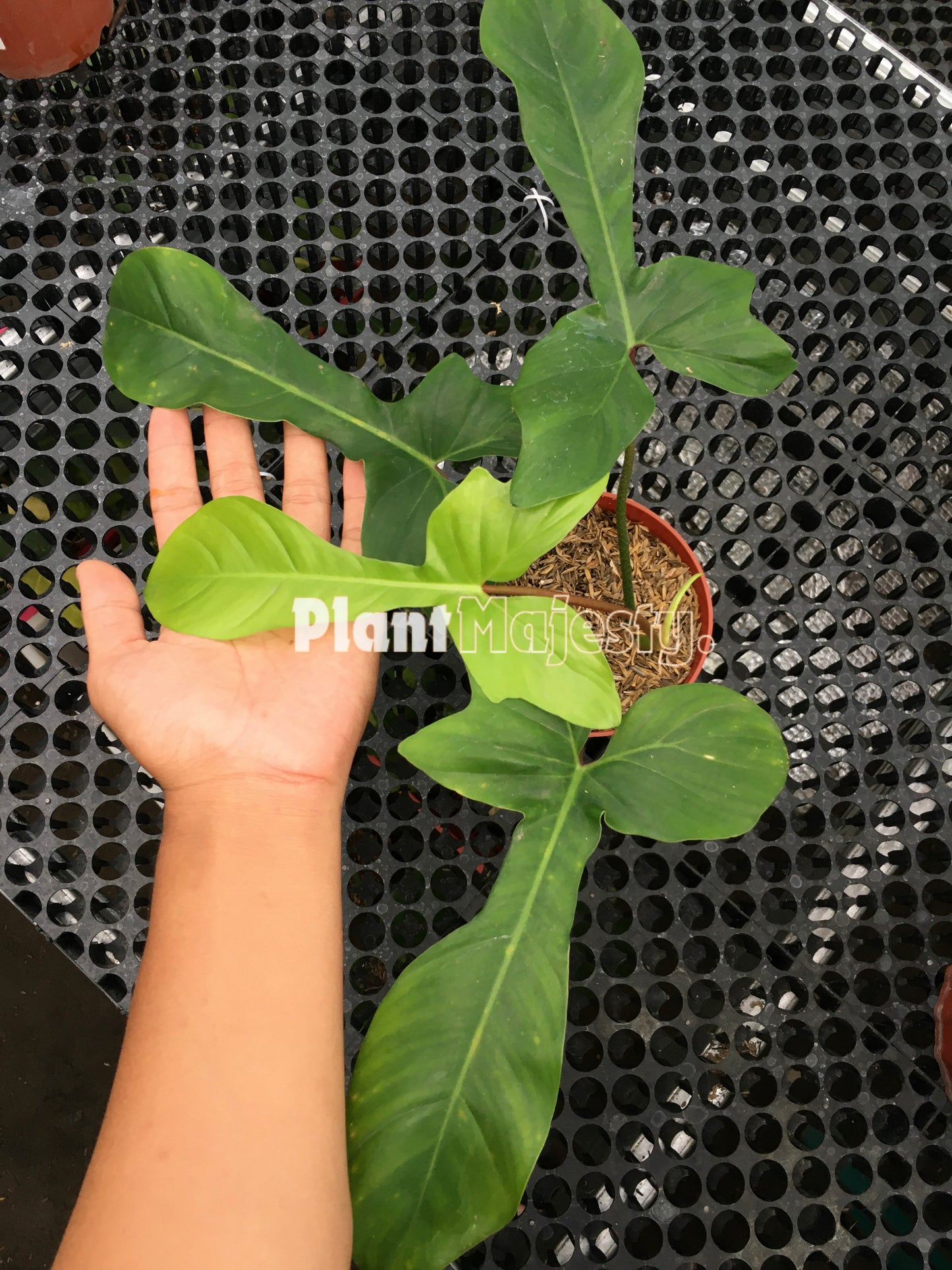 Philodendron 69686 x Philodendron Squamiferum