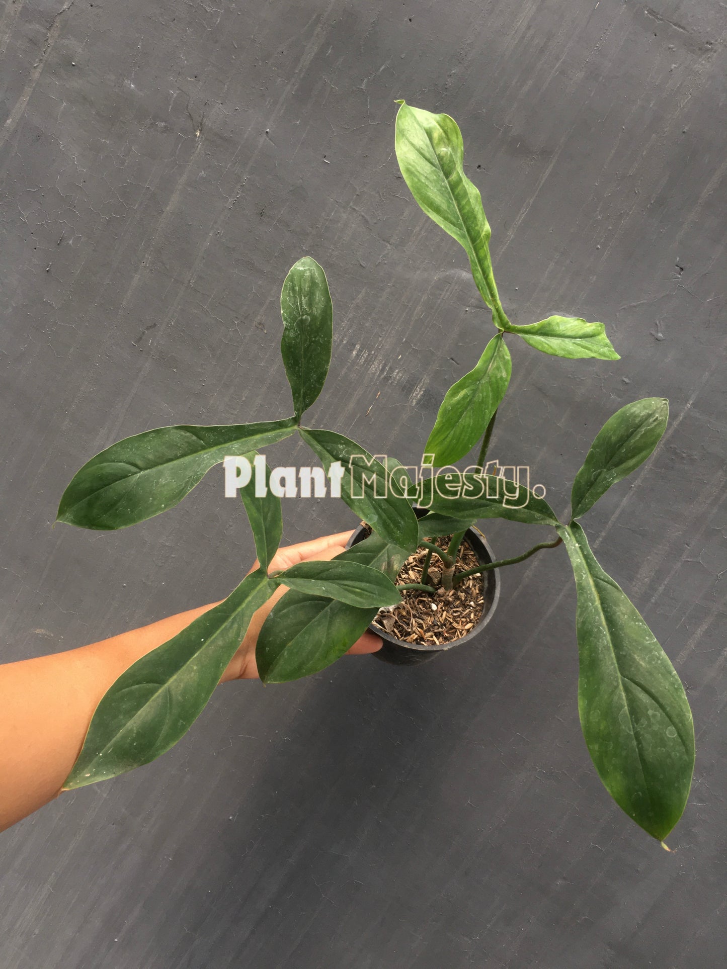 Philodendron Code 69686