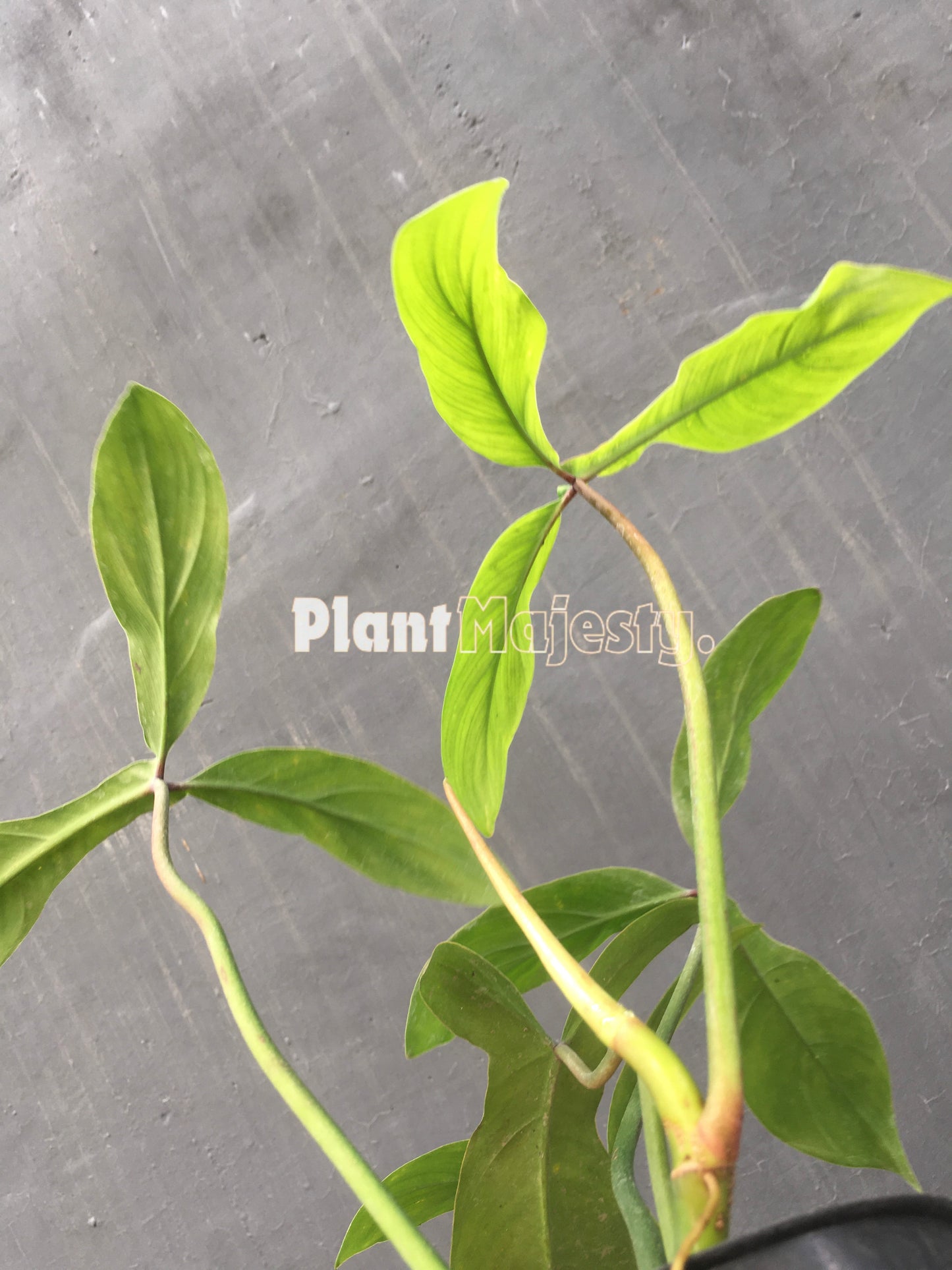 Philodendron Code 69686