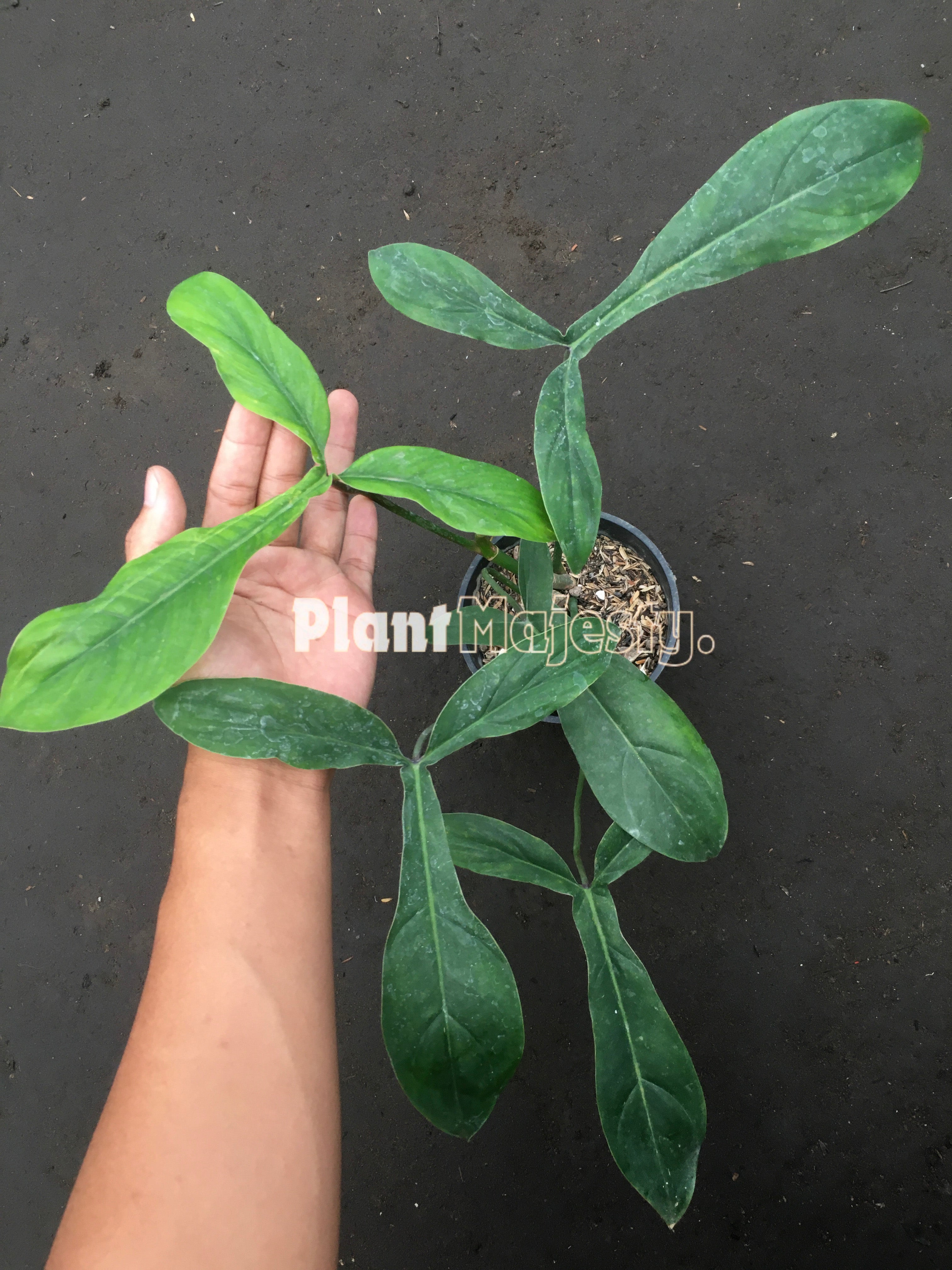 Philodendron Code 69686 – Plant Majesty