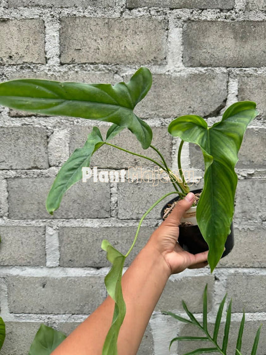 Philodendron Delinksii