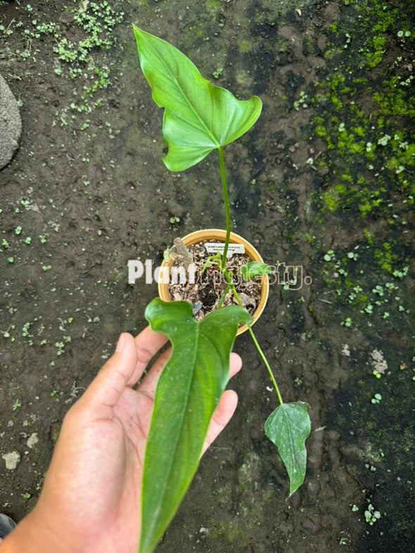 Philodendron Delinksii