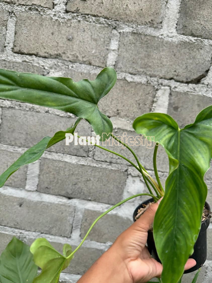 Philodendron Delinksii