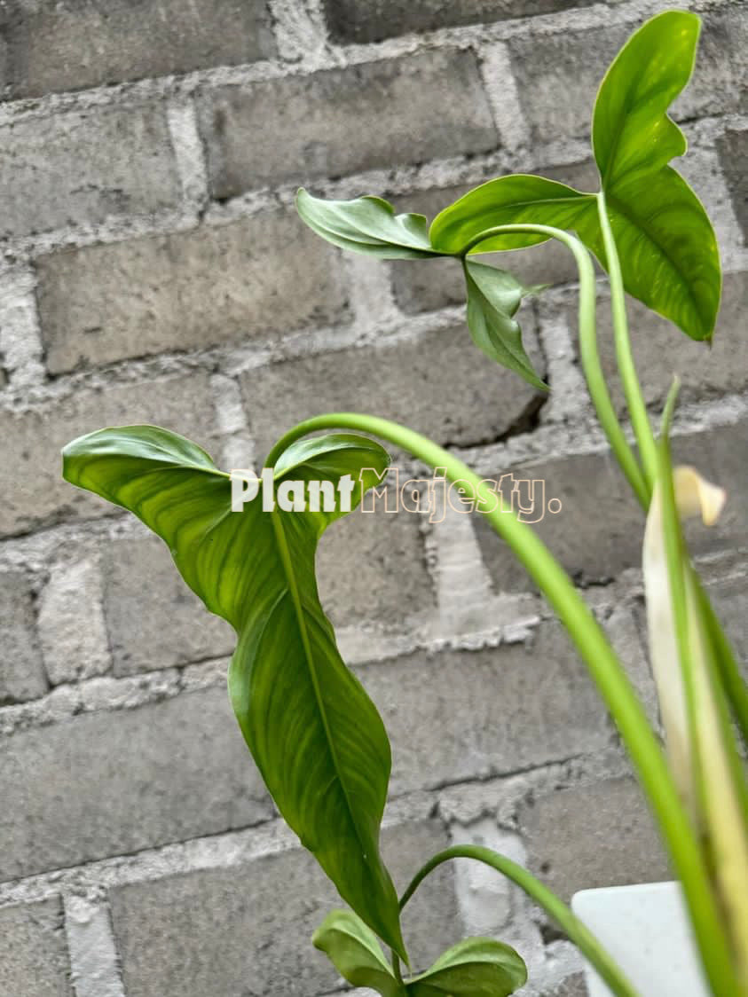 Philodendron Delinksii