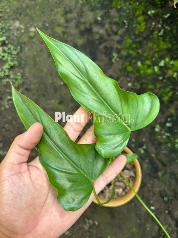 Philodendron Delinksii