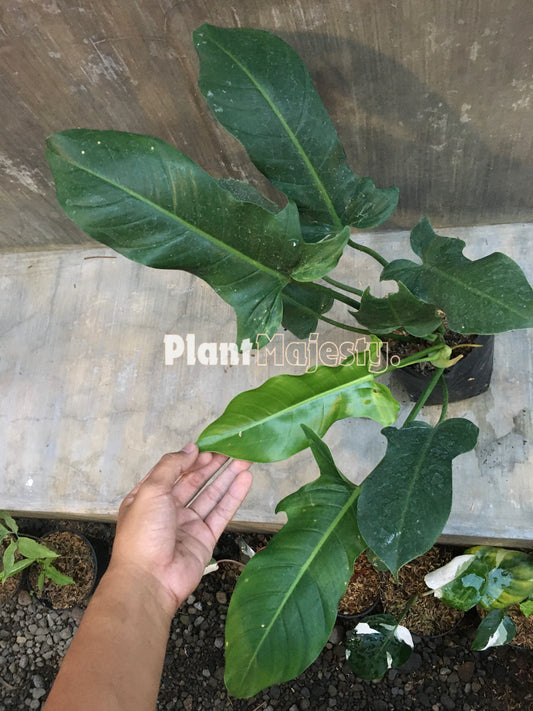 Philodendron Ecuadorian Canoe