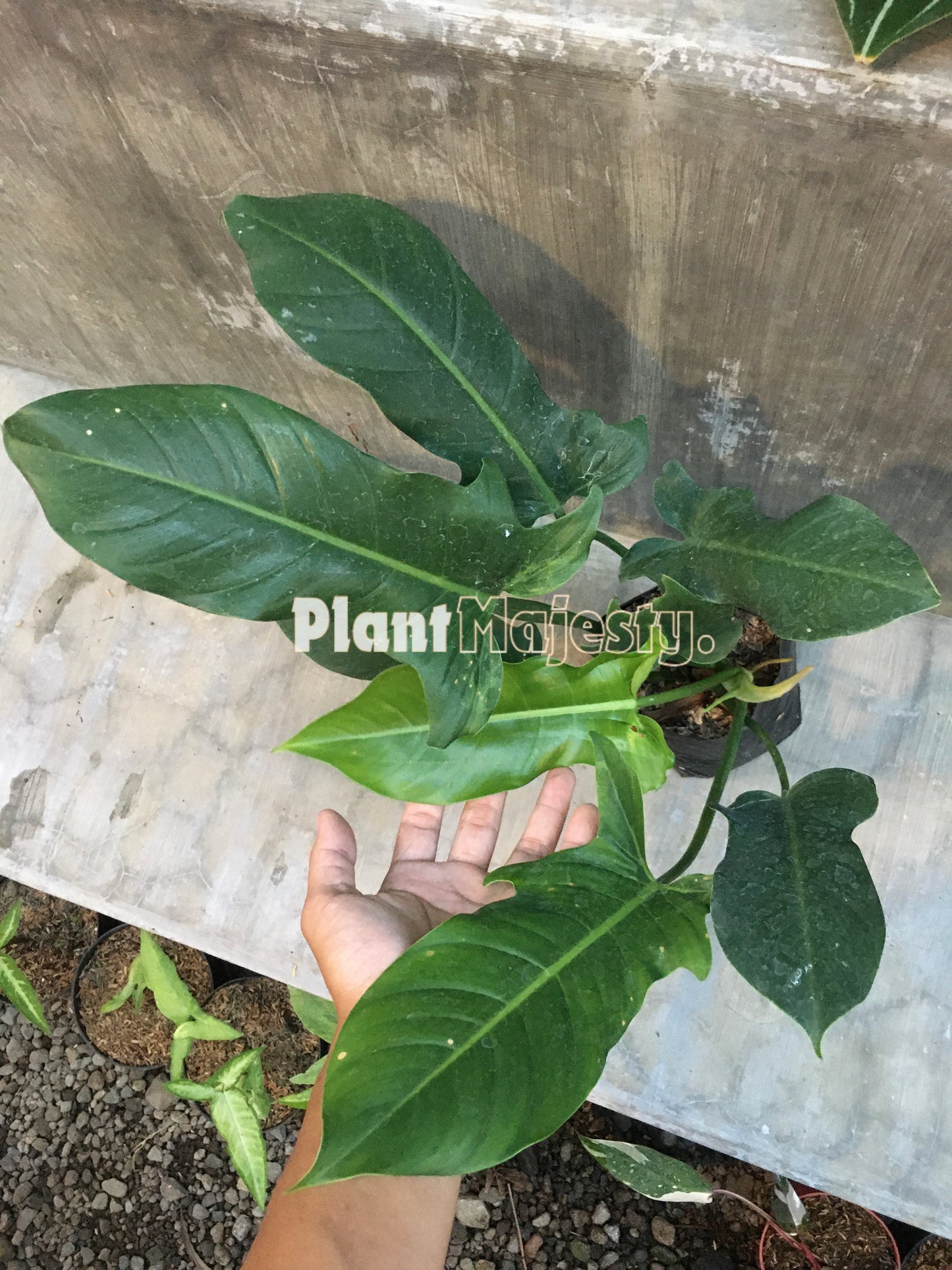 Philodendron Ecuadorian Canoe