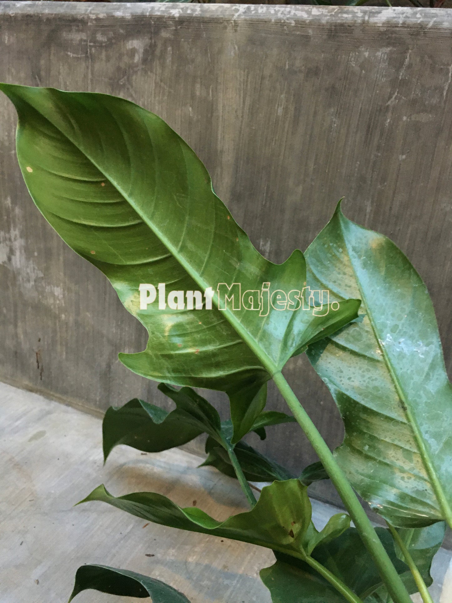 Philodendron Ecuadorian Canoe