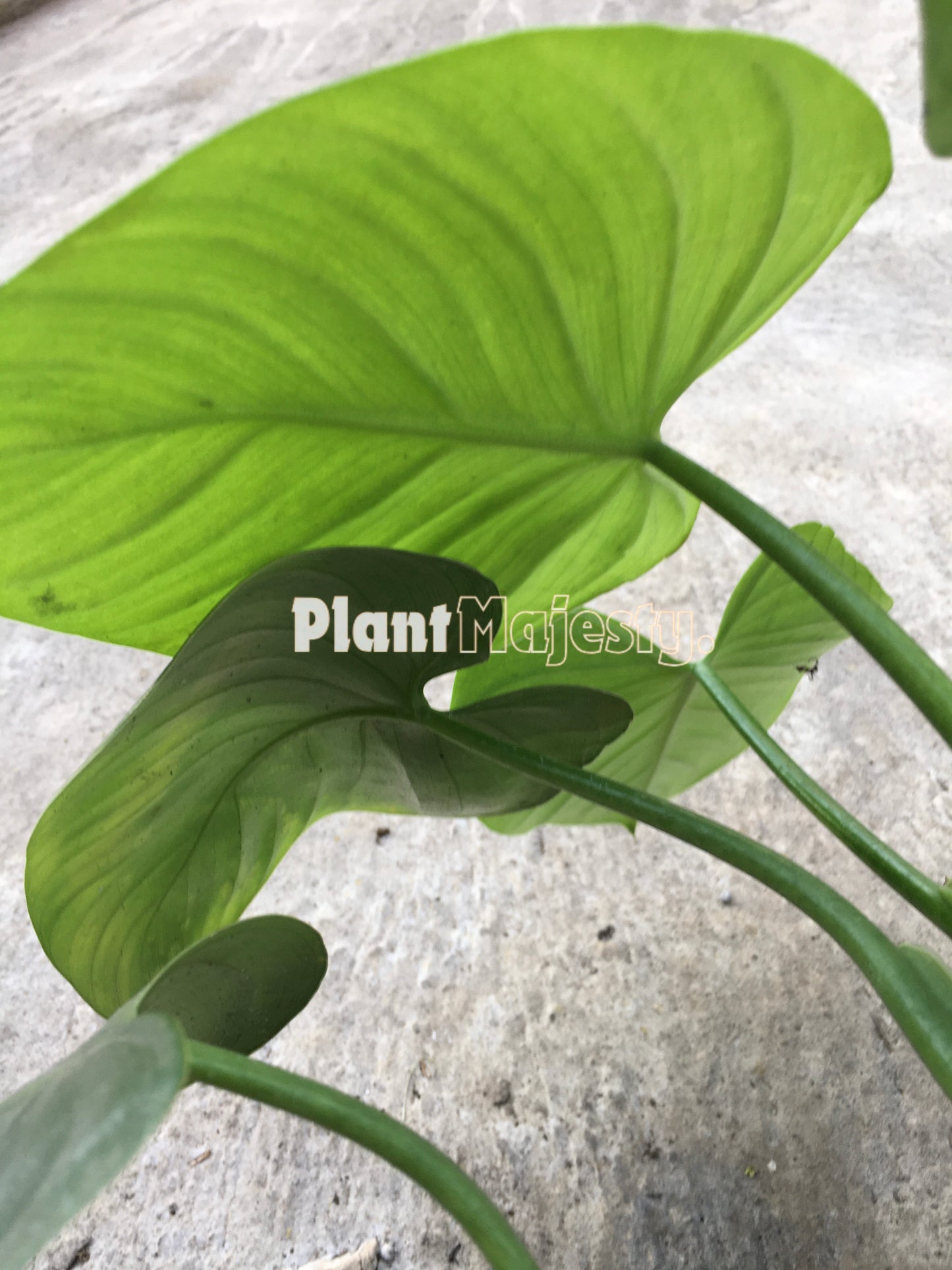 Philodendron Eximium