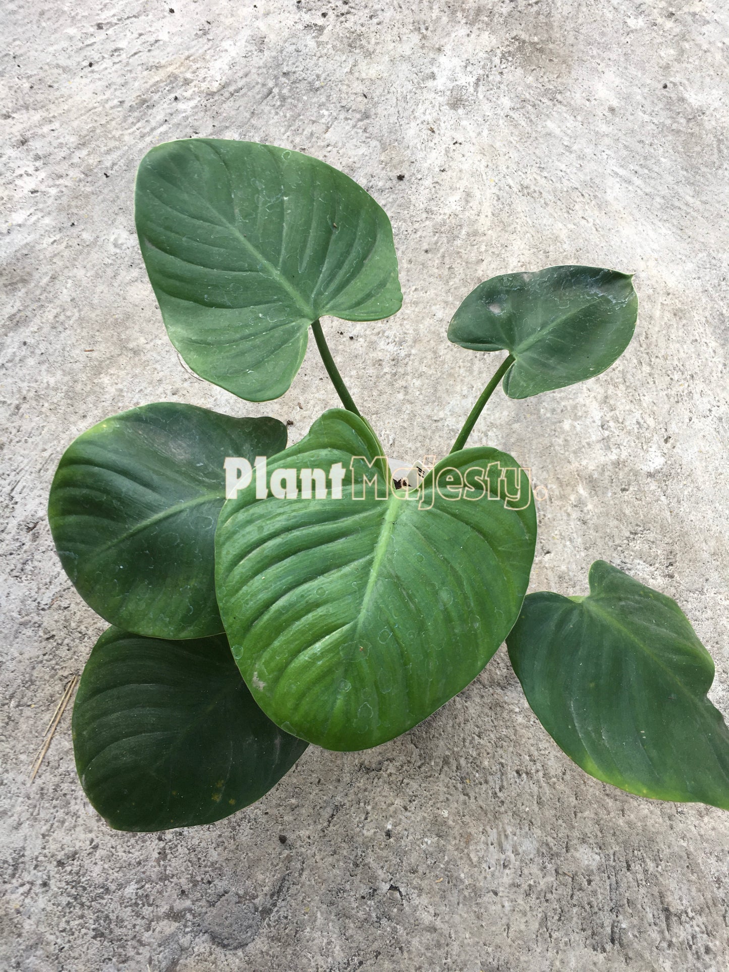 Philodendron Eximium