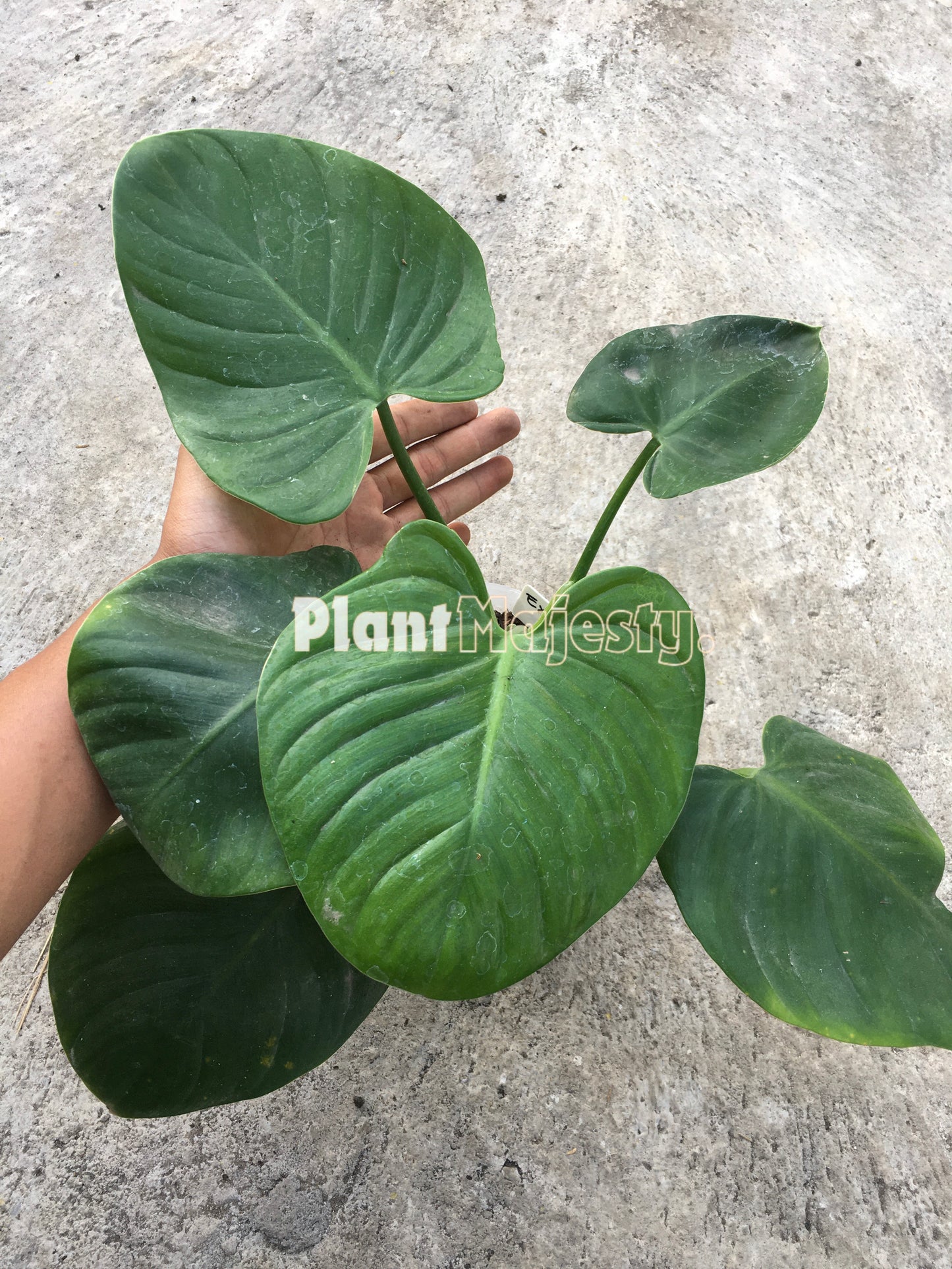 Philodendron Eximium