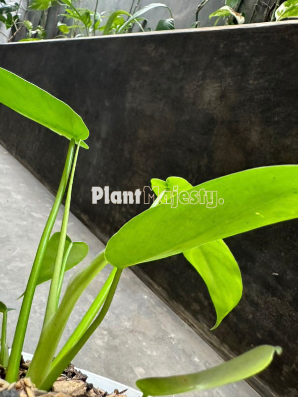 Philodendron Florida Beauty X Philodendron Bobcee