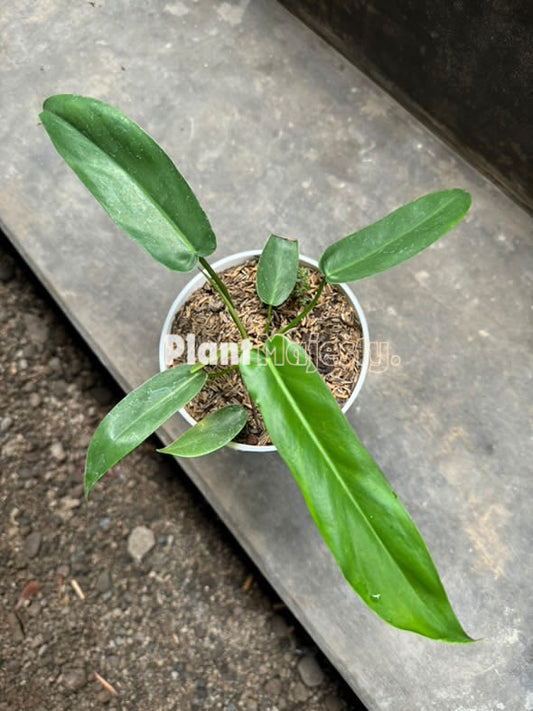 Philodendron Florida Beauty X Philodendron Bobcee