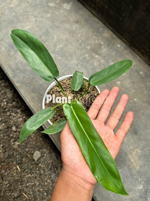 Philodendron Florida Beauty X Philodendron Bobcee