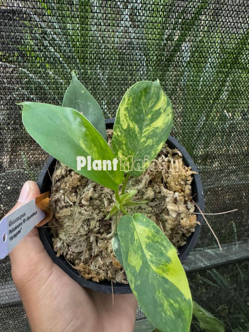 Philodendron Florida Beauty x Philodendron Squamiferum