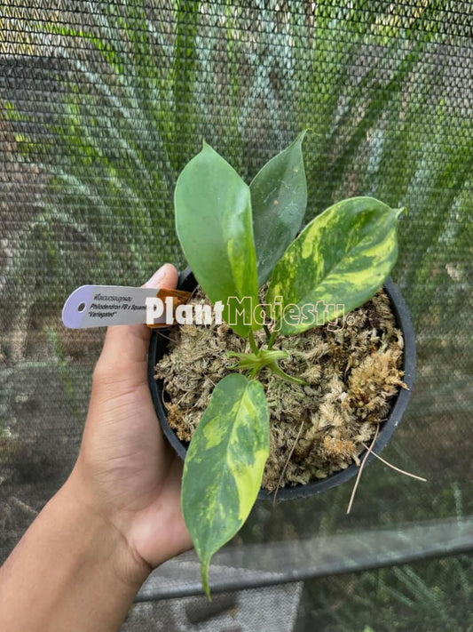 Philodendron Florida Beauty x Philodendron Squamiferum