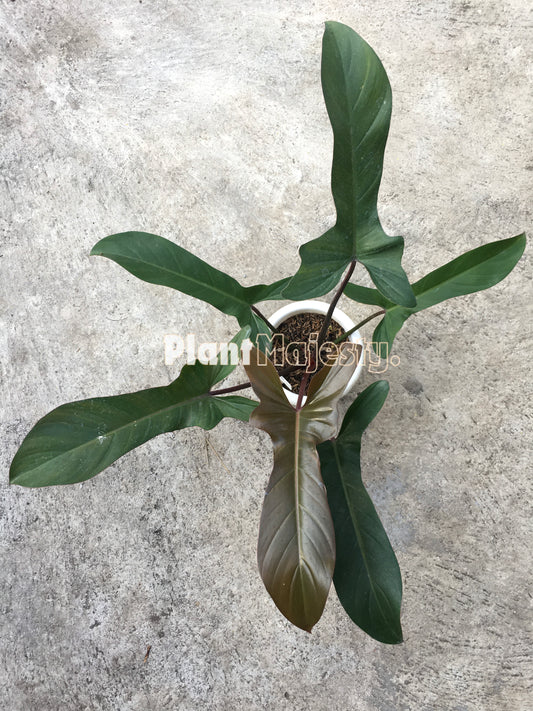 Philodendron Florida Bronze Large