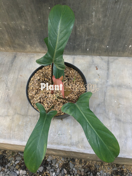 Philodendron Florida Bronze Small