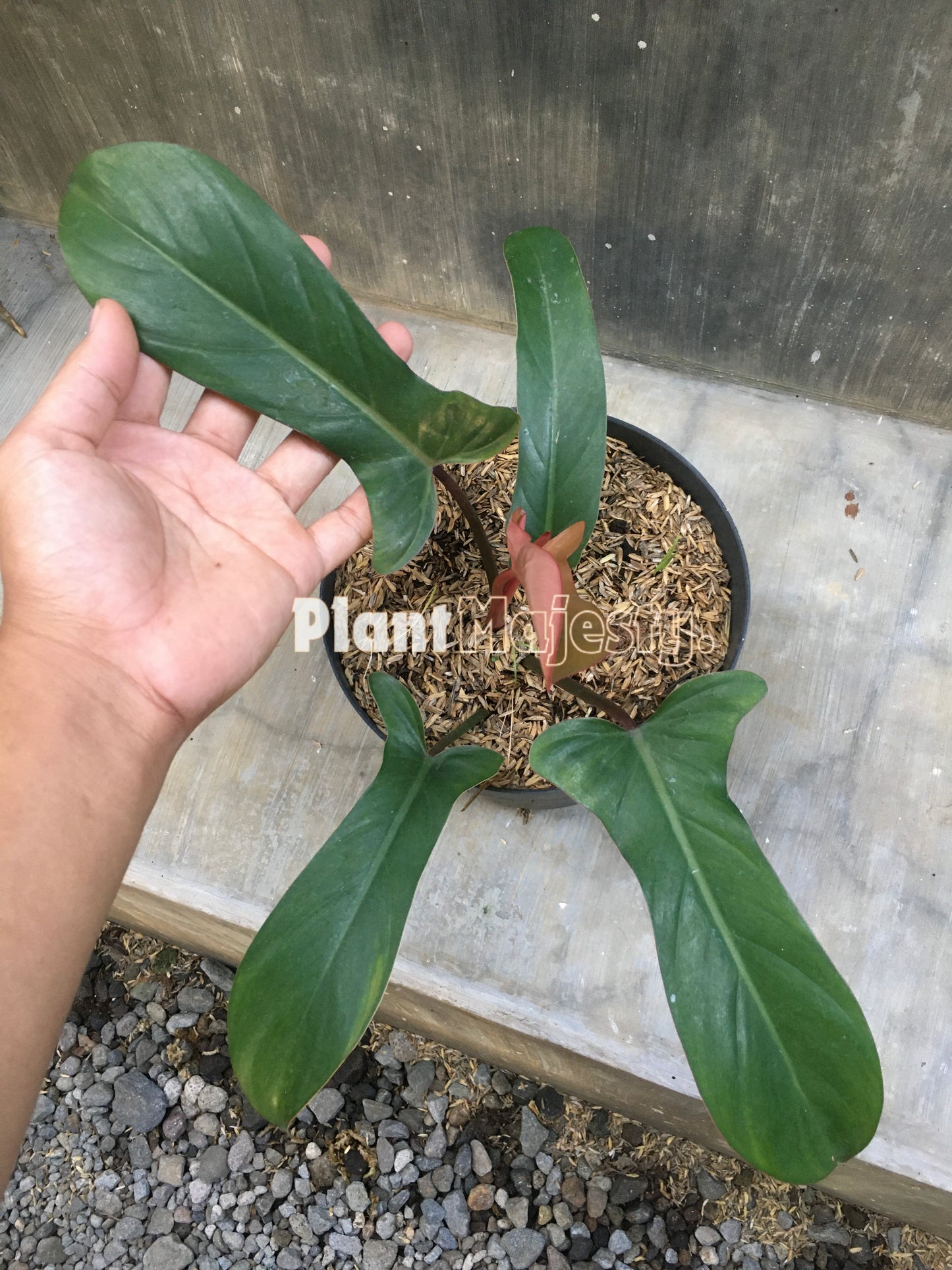 Philodendron Florida Bronze Small