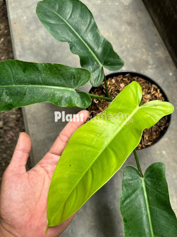 Philodendron Florida Fantasma X Philodendron Verde Congo