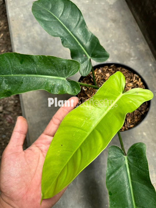 Philodendron Florida Ghost X Philodendron Green Congo