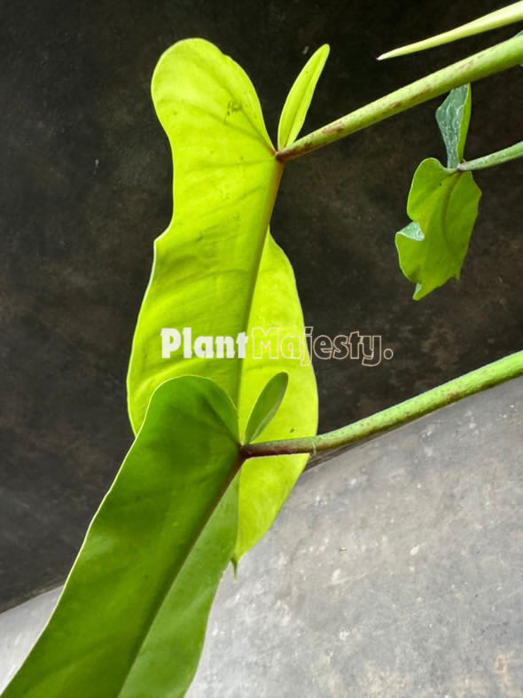 Philodendron Florida Fantasma X Philodendron Verde Congo