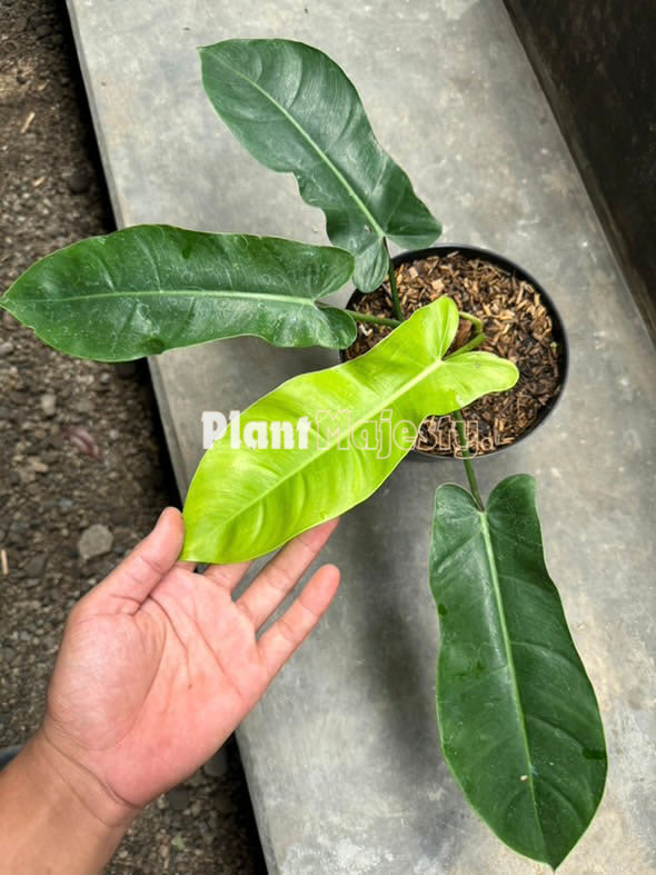 Philodendron Florida Fantasma X Philodendron Verde Congo