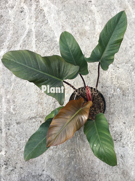 Philodendron Florida Ghost X Philodendron Red Congo