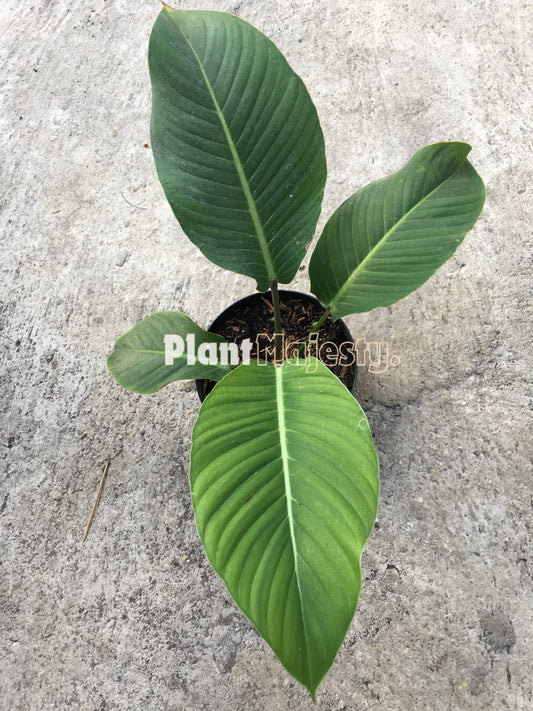 Philodendron Geniculatum