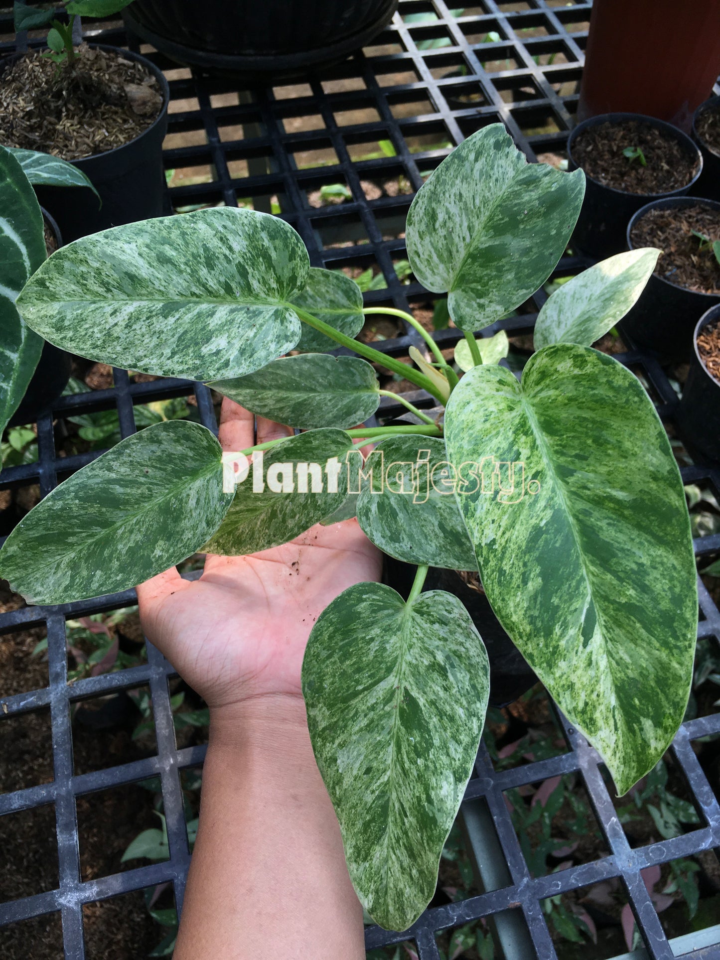 Philodendron Giganteum Variegated Small