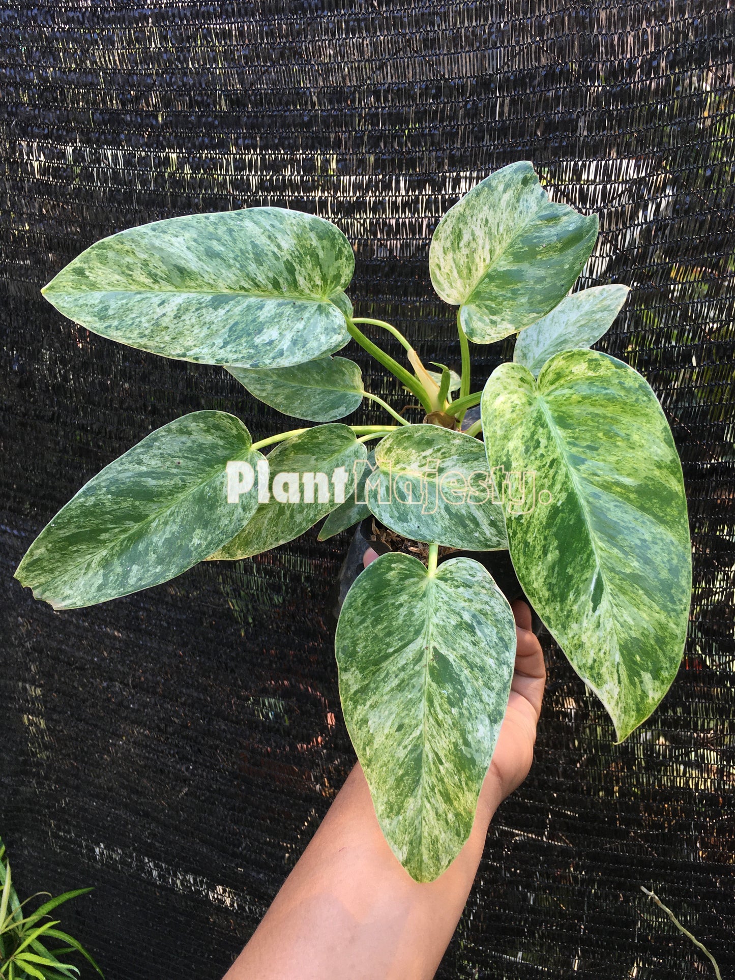 Philodendron Giganteum Variegated Small