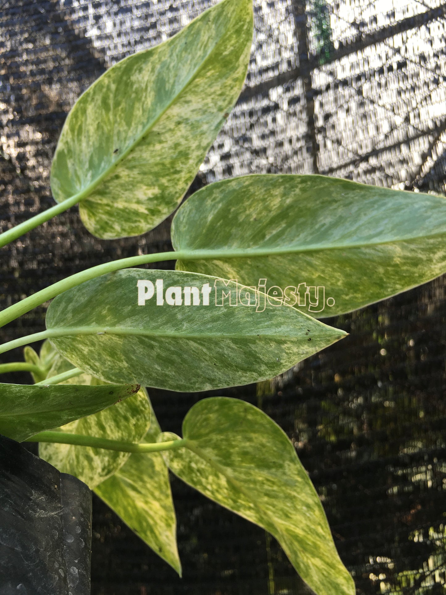 Philodendron Giganteum Variegated Small