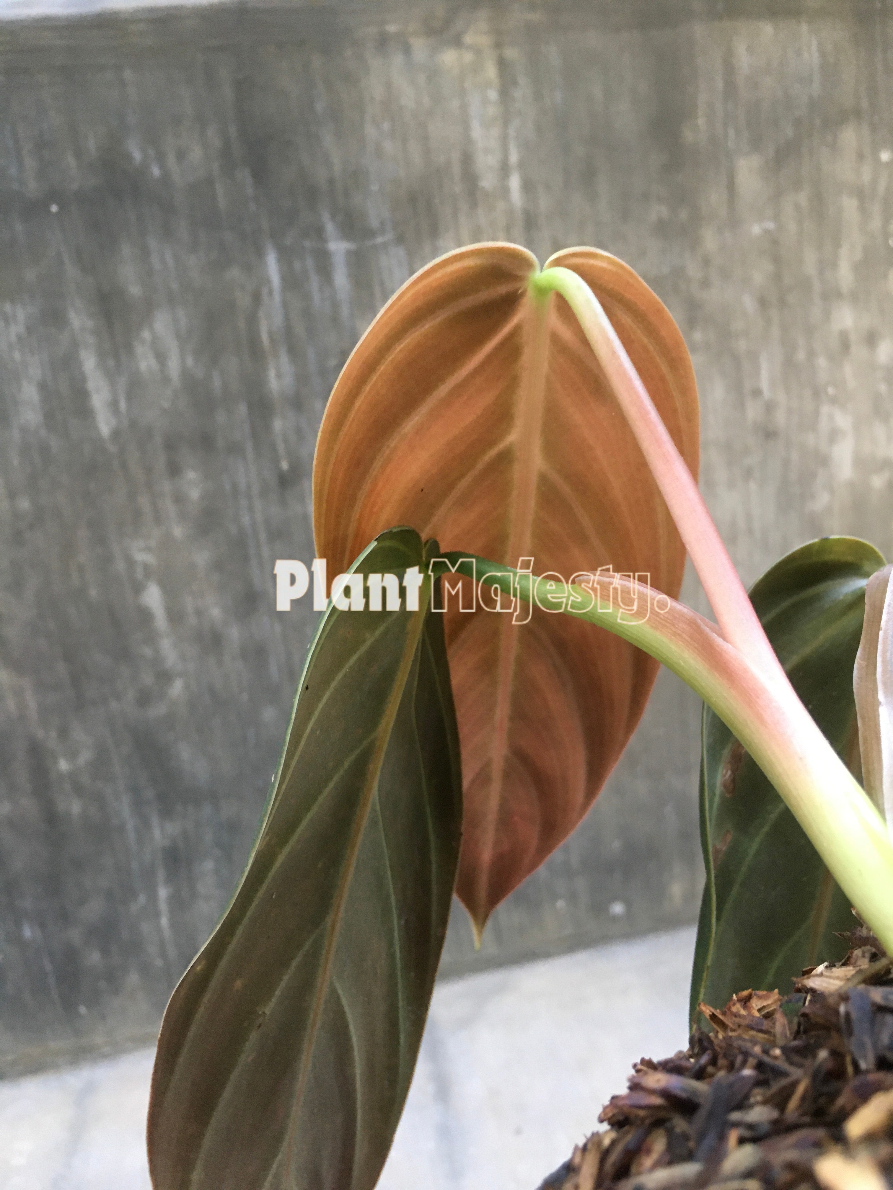 Philodendron deals Gigas - Bare Root