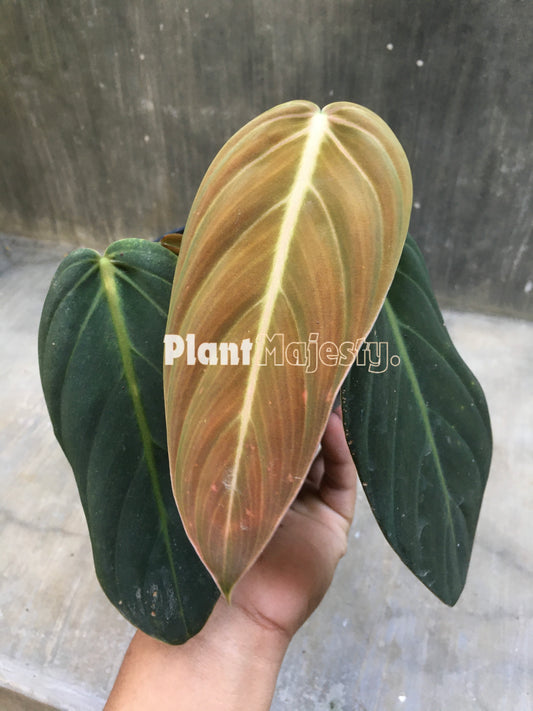 Philodendron Gigas